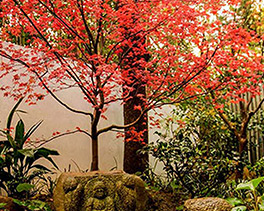植物養護